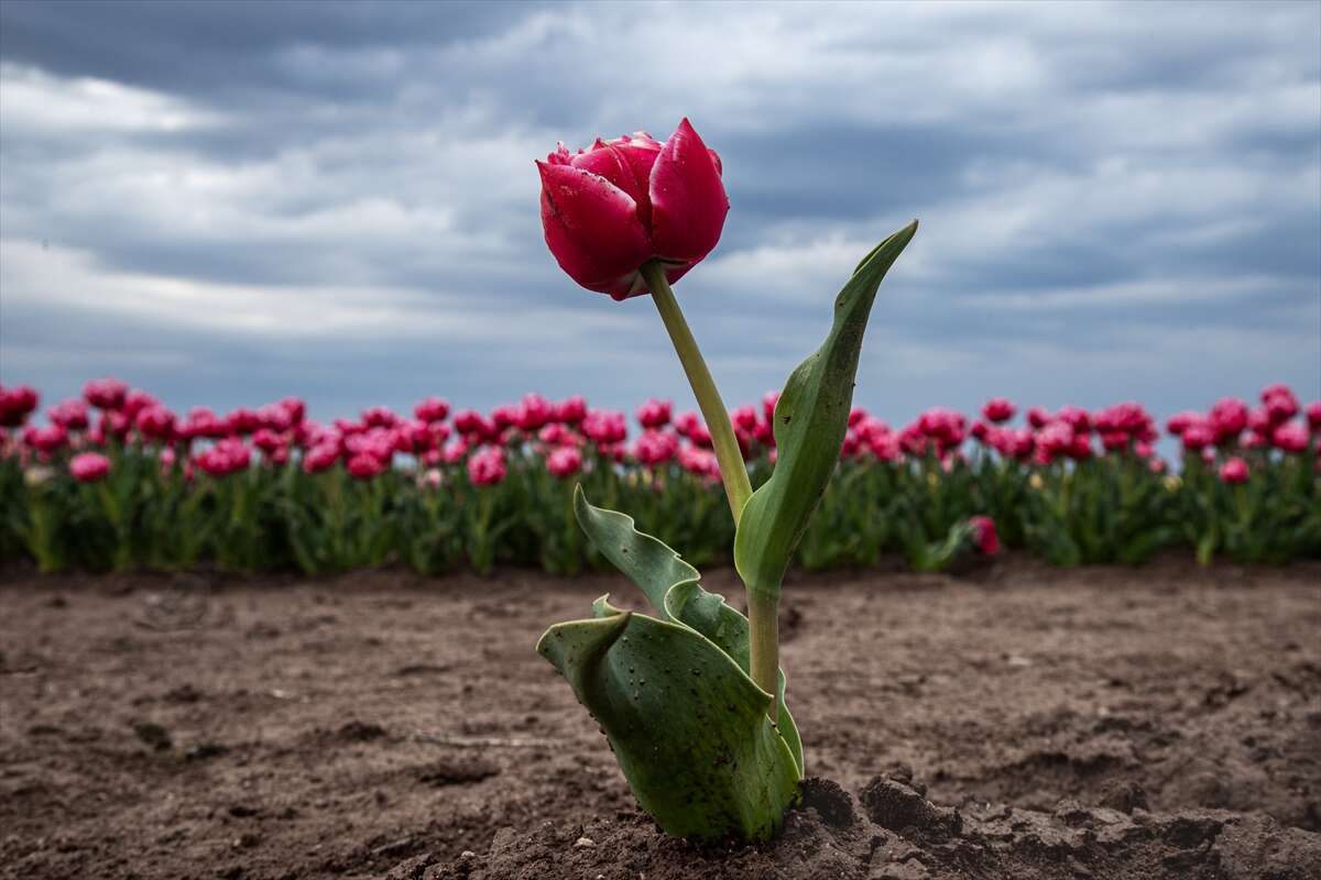 Konya’dan günübirlik kaçanlar çok! Ünlü lale cenneti ziyaretçilerini bekliyor 5